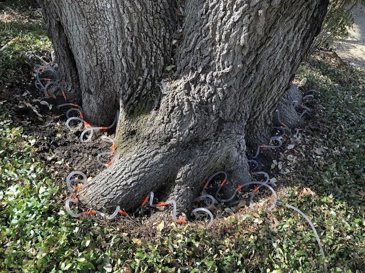 Detailed Tree Cabling and Bracing job site in Lumber City
