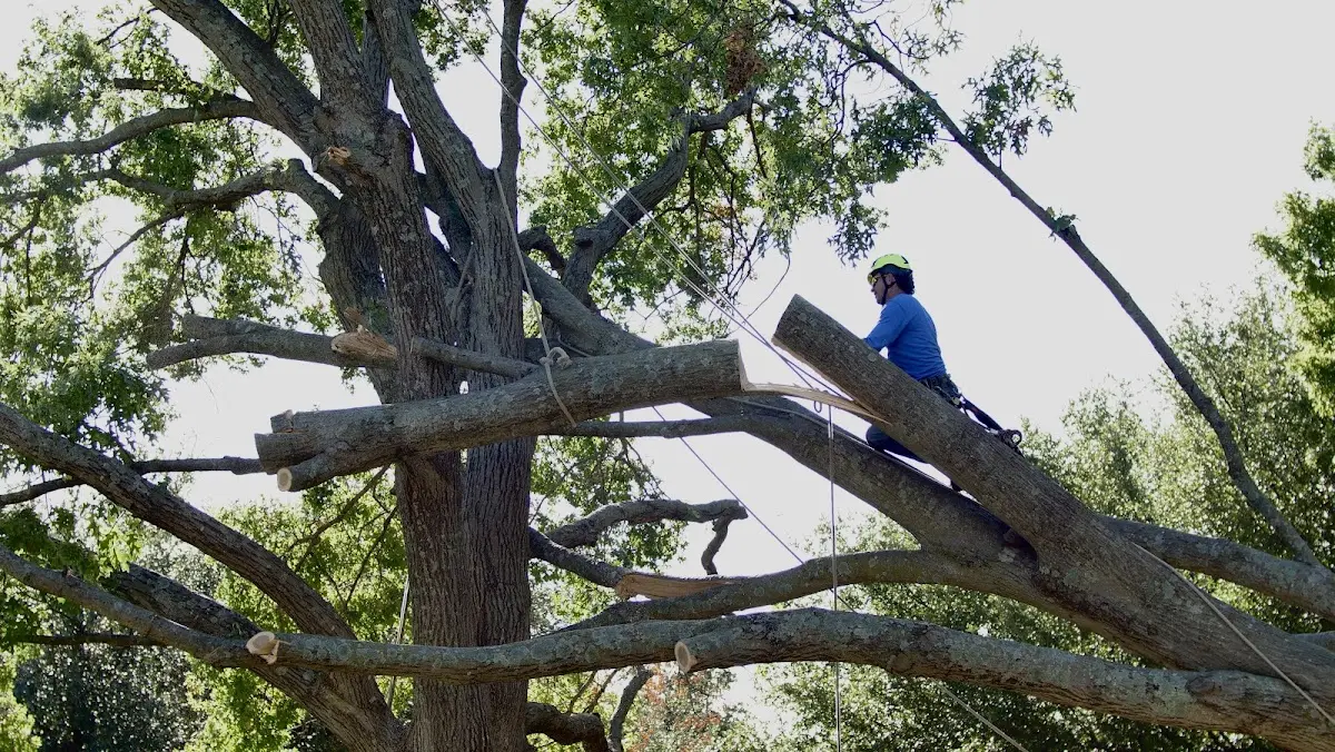 Professional Crown Thinning performed by certified arborists in Lumber City