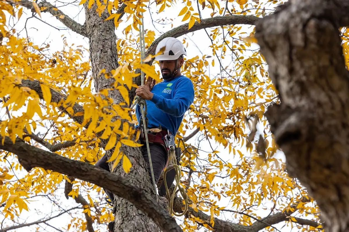 Skilled Tree Pruning crew working in Lumber City