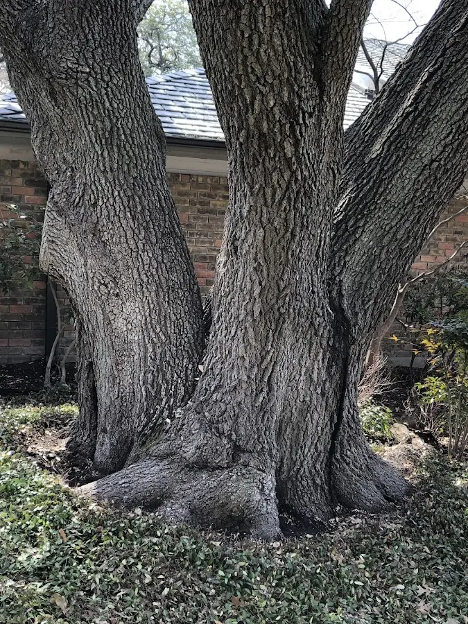 Mature heritage tree close to a Lumber City property cared for by certified arborists